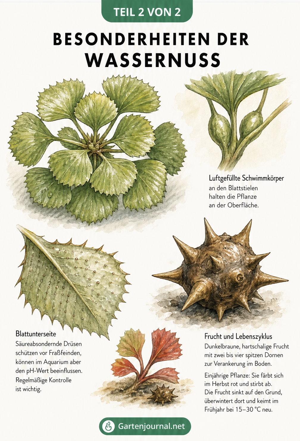 Botanische Illustration der Wassernuss mit Details zu Blättern, Schwimmkörpern, säureabsondernden Drüsen und der stacheligen Frucht.