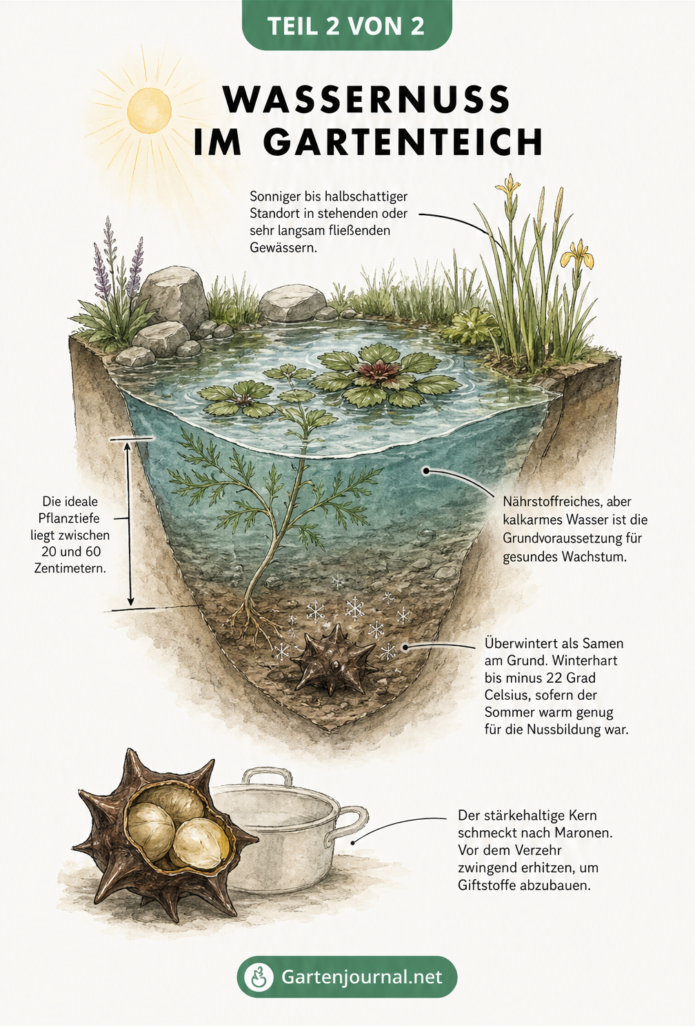 Isometrische Zeichnung eines Gartenteichs mit den idealen Standortbedingungen und der Pflanztiefe für die Wassernuss