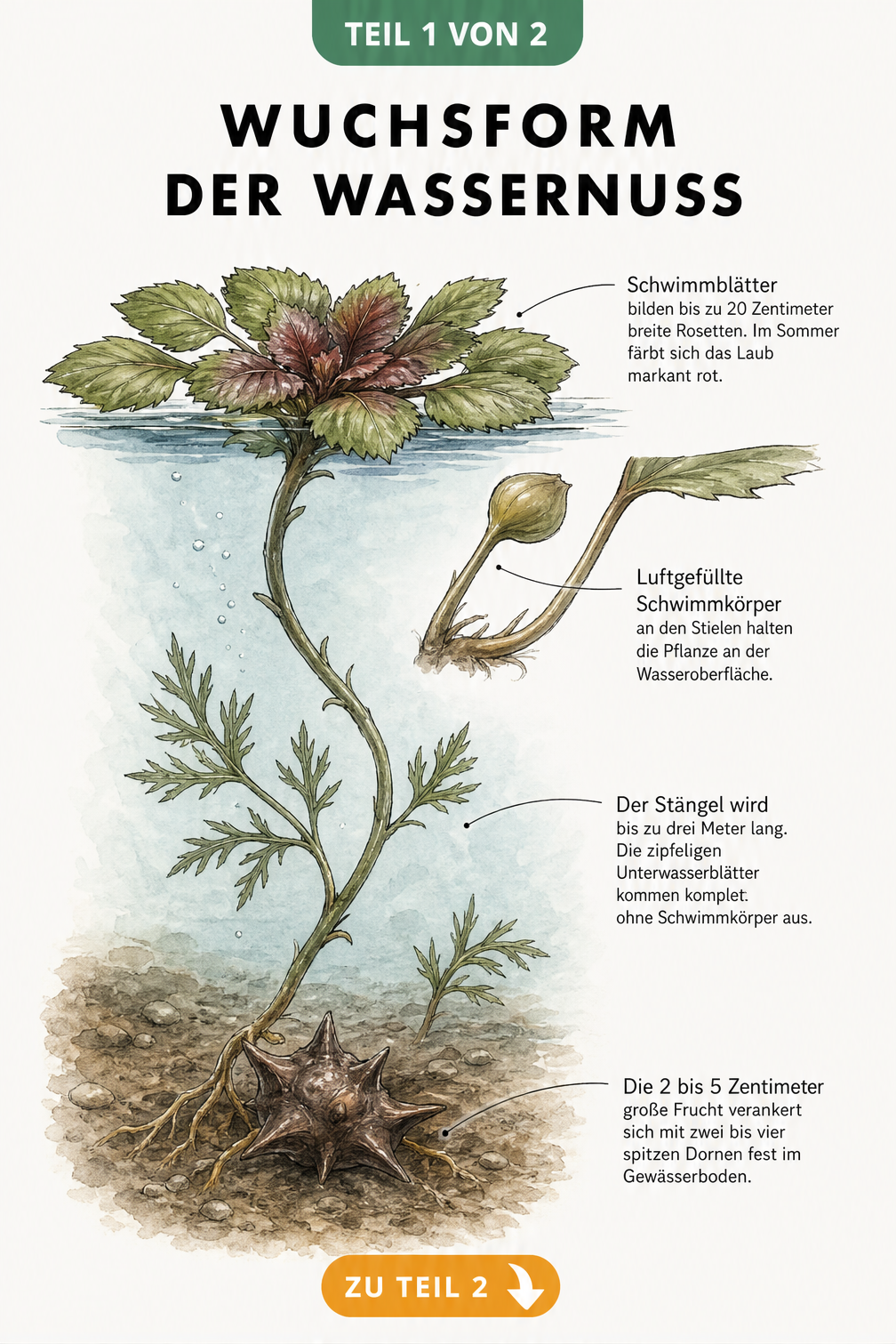 Illustration der Wuchsform der Wassernuss vom Gewässerboden bis zur Wasseroberfläche mit Schwimmblättern und Frucht