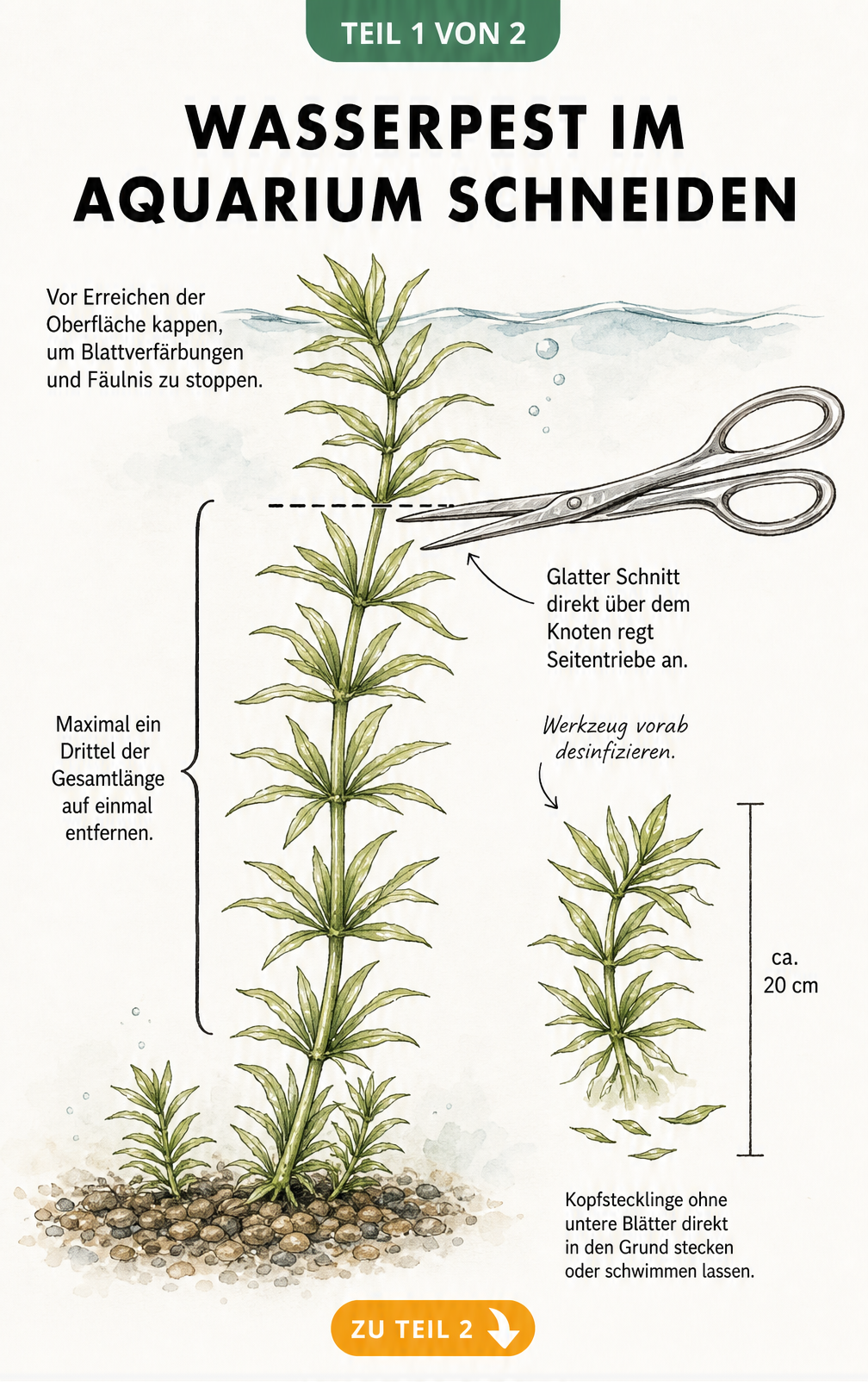 Illustration eines Wasserpest-Stängels im Aquarium, der mit einer Schere über einem Blattknoten abgeschnitten wird.