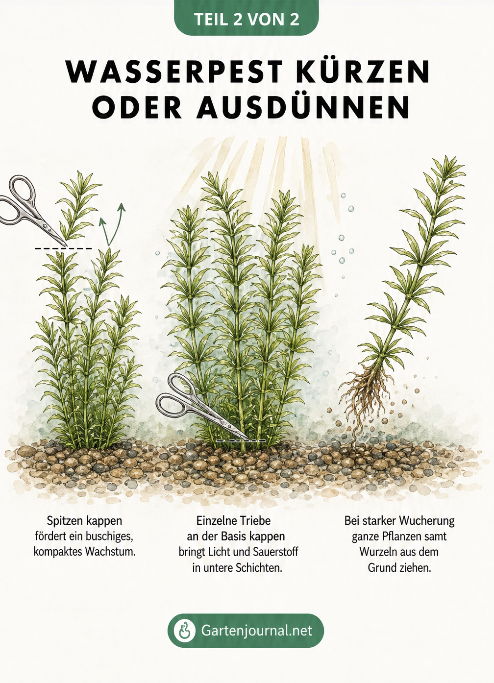 Drei Schnittmethoden für Wasserpest im Aquarium: Spitzen kappen, Bestand ausdünnen und komplette Pflanzen entfernen.