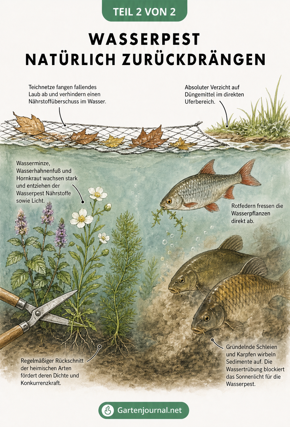 Unterwasserwelt mit heimischen Wasserpflanzen wie Wasserminze und Fischen wie Rotfeder und Schleie, die die Wasserpest natürlich zurückdrängen.