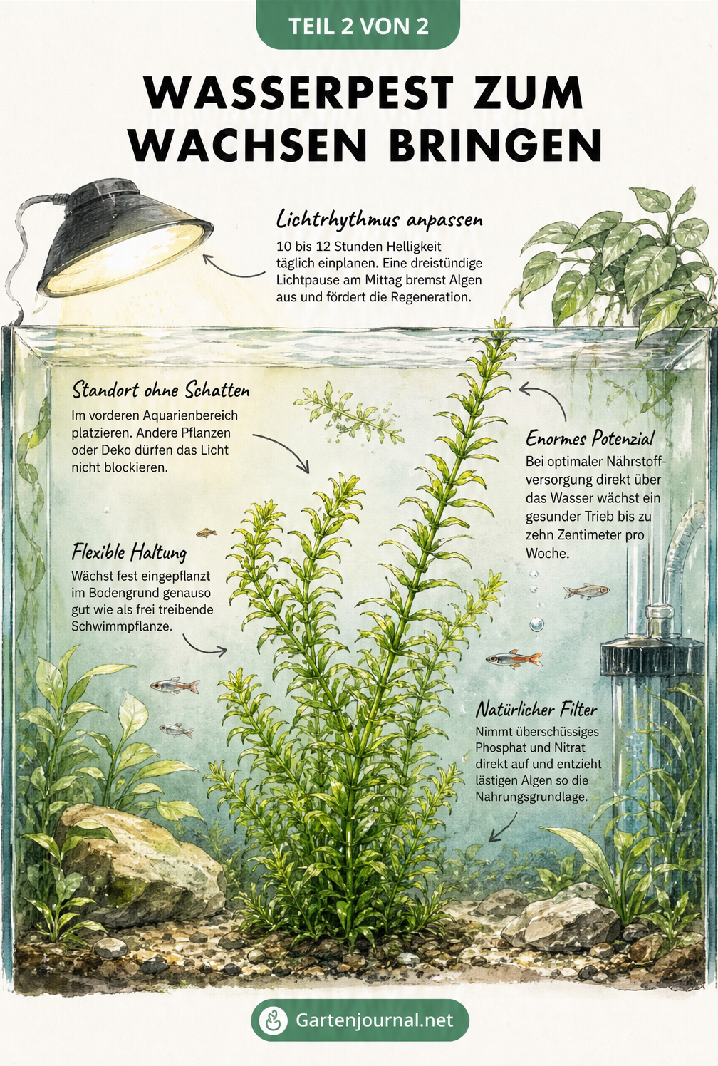 Querschnitt durch ein Aquarium mit einer gesunden, sattgrünen Wasserpest und Pflegetipps zu Lichtrhythmus, Standort, Wachstumspotenzial, Haltung und...