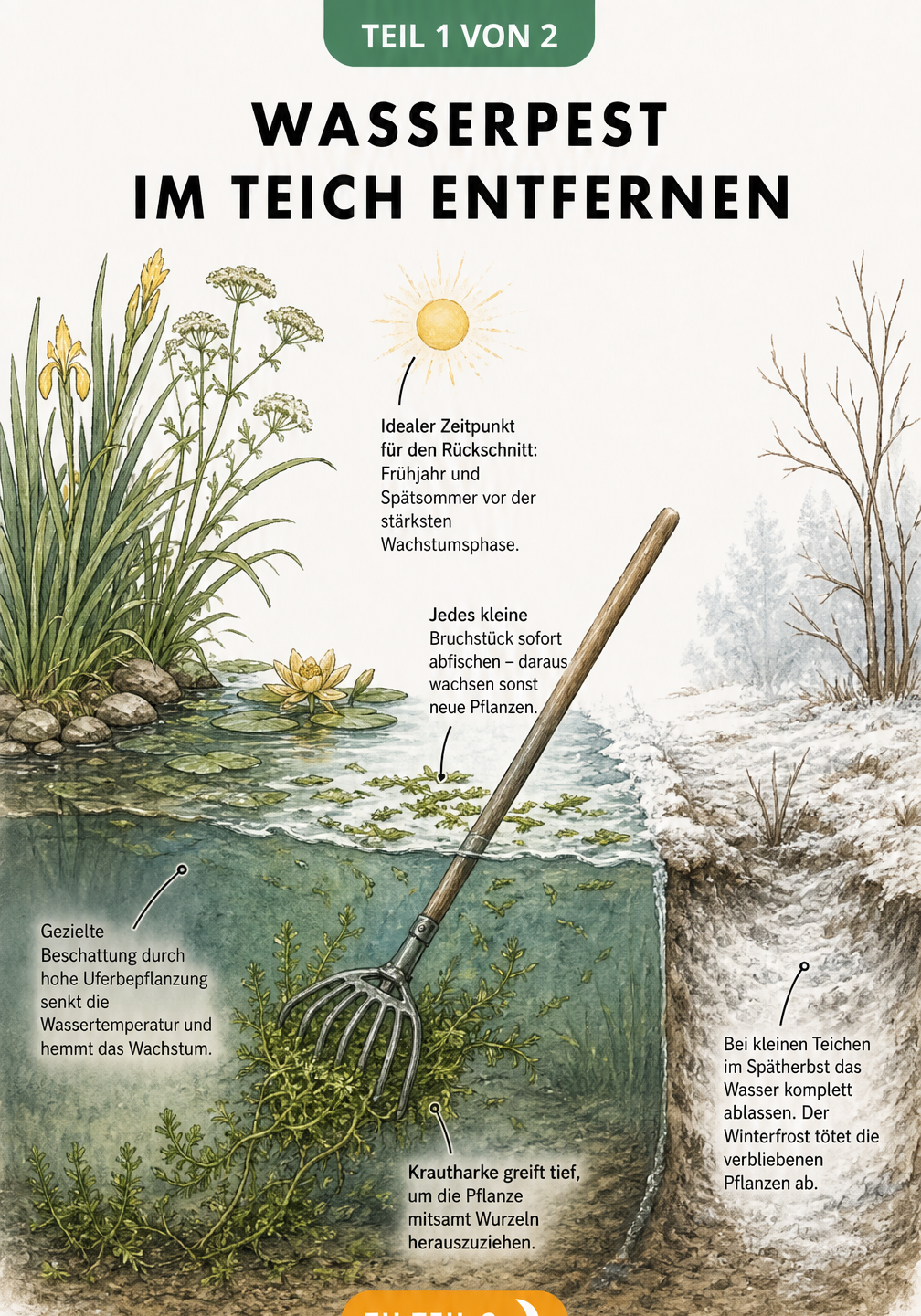 Querschnitt eines Gartenteichs mit manueller Ernte der Wasserpest durch eine Krautharke, Beschattung durch Uferpflanzen und Winter-Methode bei Frost.