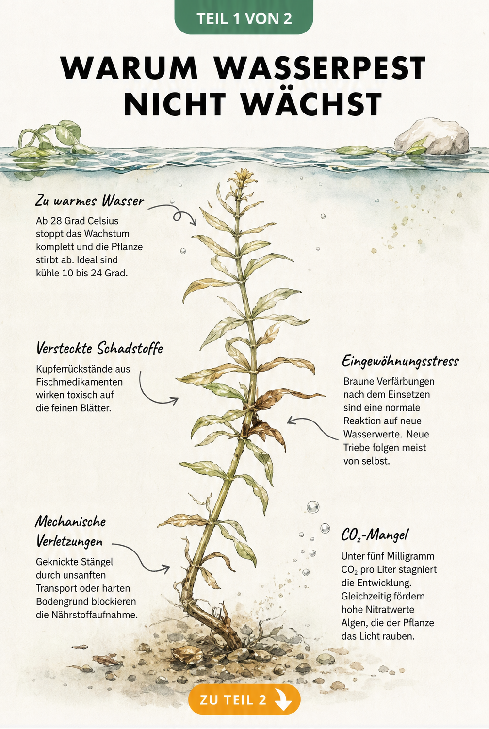 Botanische Illustration einer kränkelnden Wasserpest unter Wasser mit Erklärungen zu Temperatur, Schadstoffen, Eingewöhnungsstress, mechanischen Verletzungen...