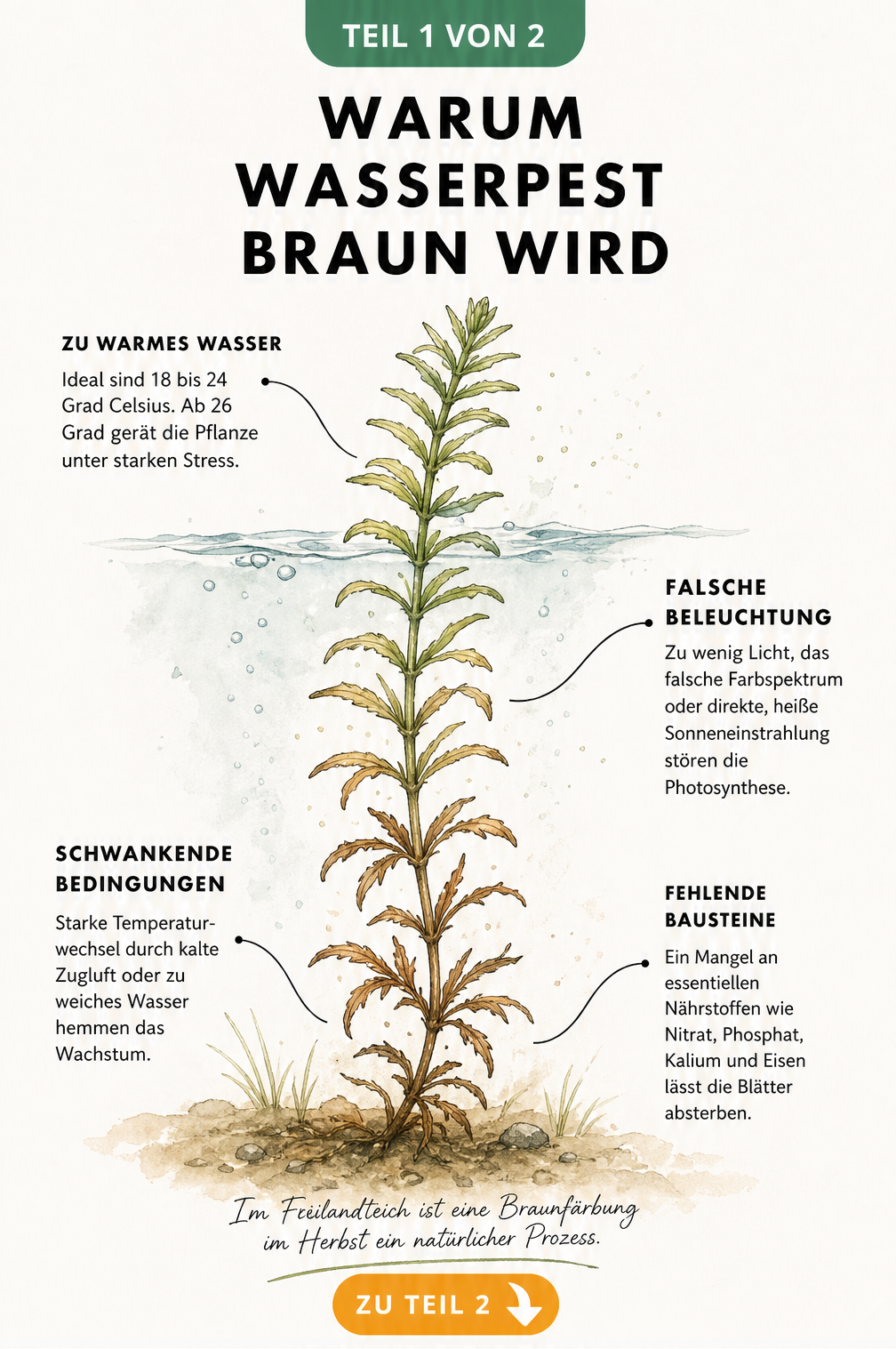Botanische Illustration einer Wasserpest, die von unten nach oben braun wird, mit Hinweisen auf Licht, Temperatur, Wasserwerte und Nährstoffe als...