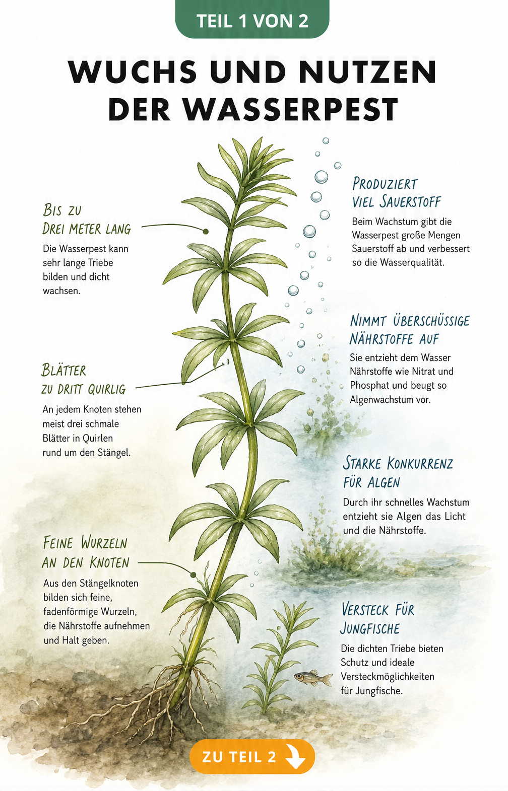 Botanische Illustration der Wasserpest mit Details zu Wuchs, Blättern und ökologischem Nutzen wie Sauerstoffproduktion und Wasserklärung
