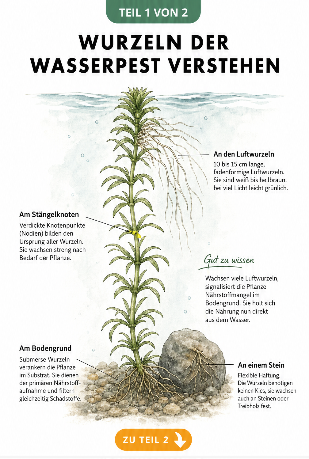 Botanische Illustration der Wasserpest mit Fokus auf submerse Wurzeln und Luftwurzeln