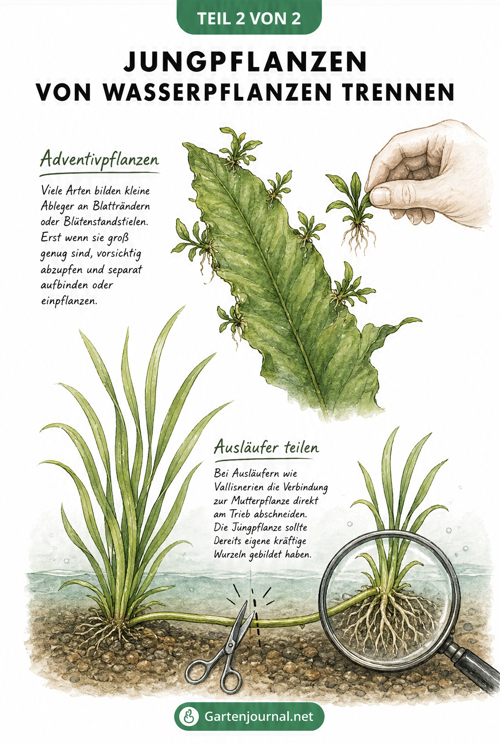 Illustration zur Trennung von Jungpflanzen bei Wasserpflanzen über Ausläufer und Adventivpflanzen
