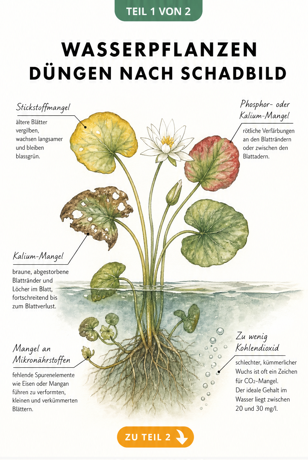 Botanische Illustration einer Wasserpflanze, die Mangelerscheinungen wie gelbe Blätter durch Stickstoffmangel und verformte Blätter durch Eisenmangel zeigt.