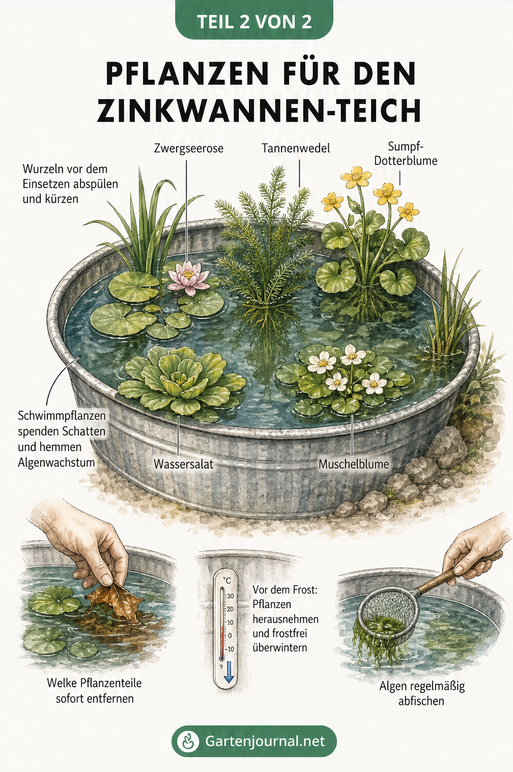 Illustration eines bepflanzten Zinkwannen-Teichs mit Zwergseerose, Tannenwedel, Sumpf-Dotterblume und Schwimmpflanzen