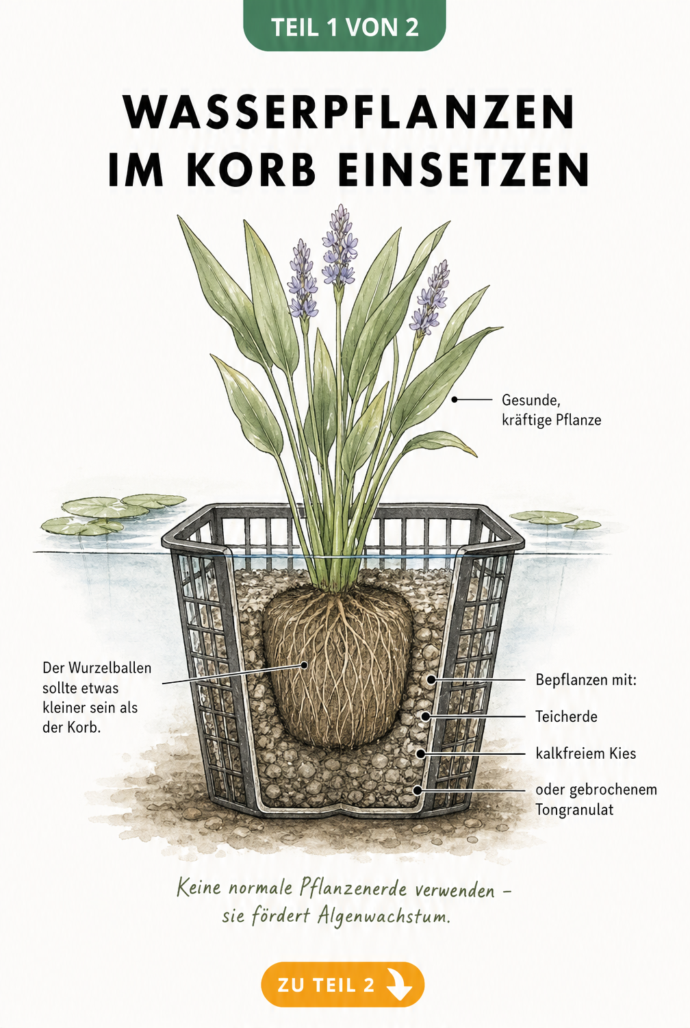 Schnittzeichnung eines Pflanzkorbs für Wasserpflanzen mit Wurzelballen und Substrat