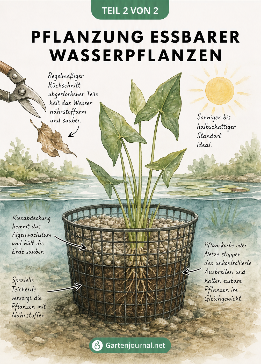 Zeichnung eines bepflanzten Gitterkorbs unter Wasser mit Teicherde, Kies und einem Pfeilkraut sowie Hinweisen zu Standort und Rückschnitt