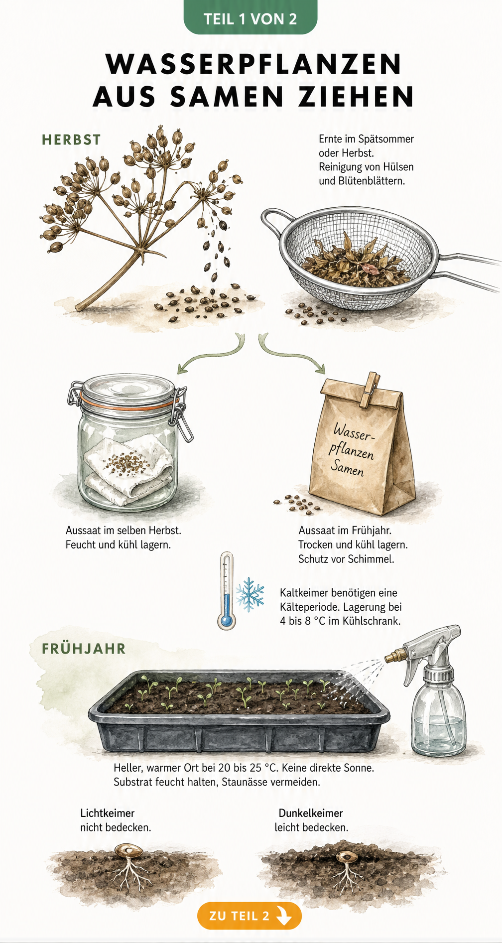 Illustration zur Ernte, Lagerung und Keimung von Wasserpflanzen-Samen im Herbst und Frühjahr