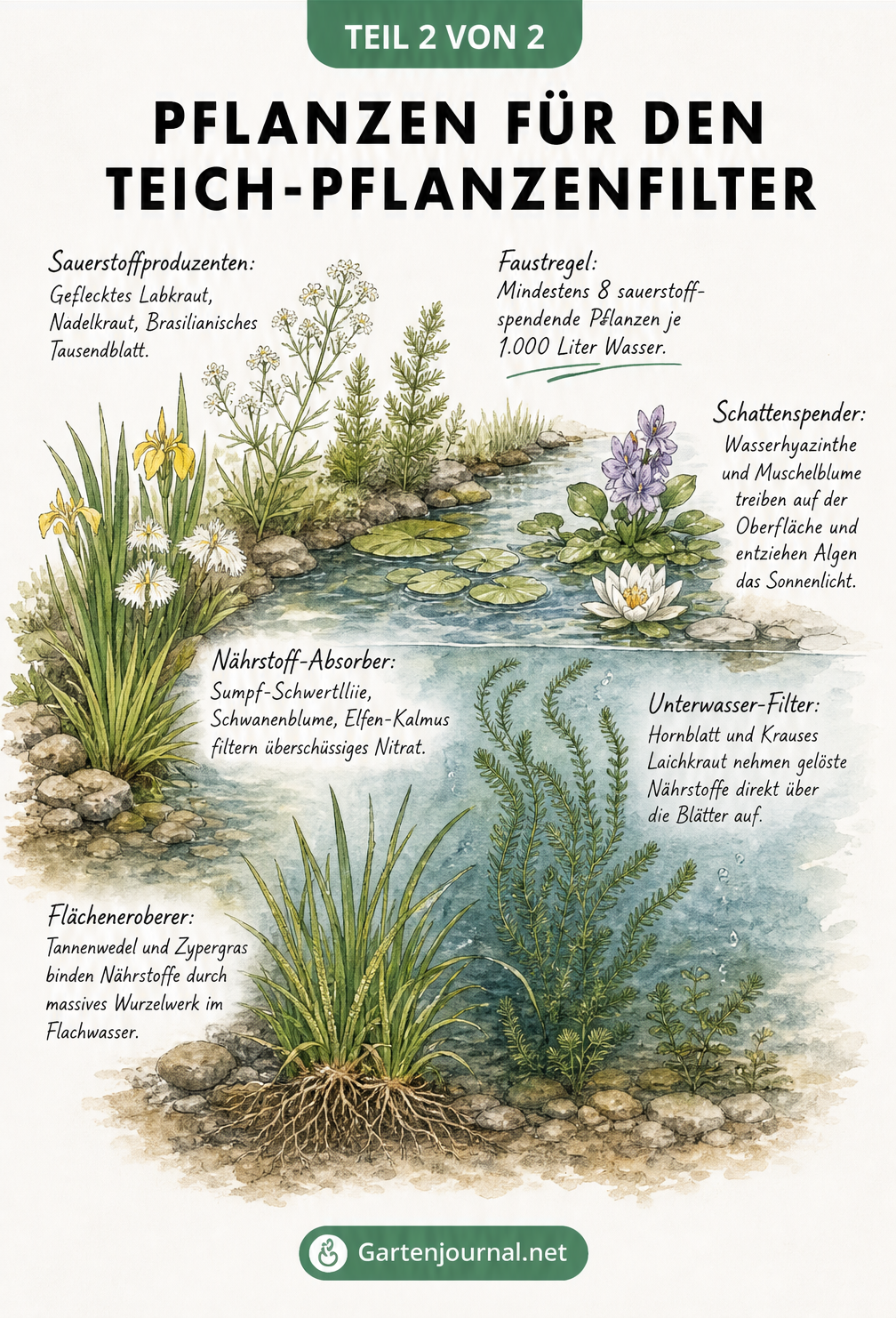 Aquarell-Illustration verschiedener Wasserpflanzen für den Teich-Pflanzenfilter nach Funktion sortiert