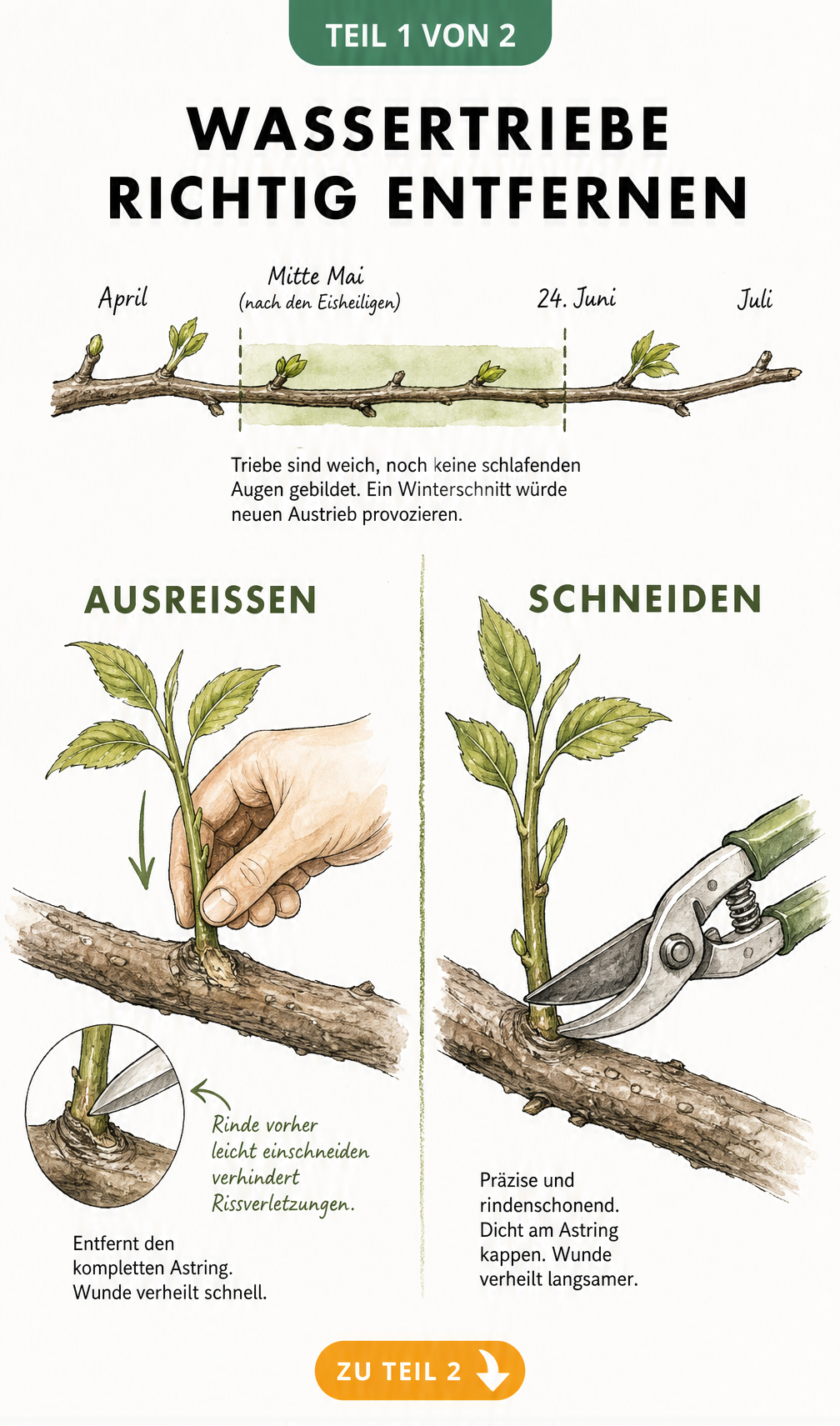 Illustration eines Astes mit Zeitstrahl, der den idealen Zeitraum zum Entfernen von Wassertrieben zwischen Mitte Mai und 24. Juni zeigt, sowie zwei Methoden:...