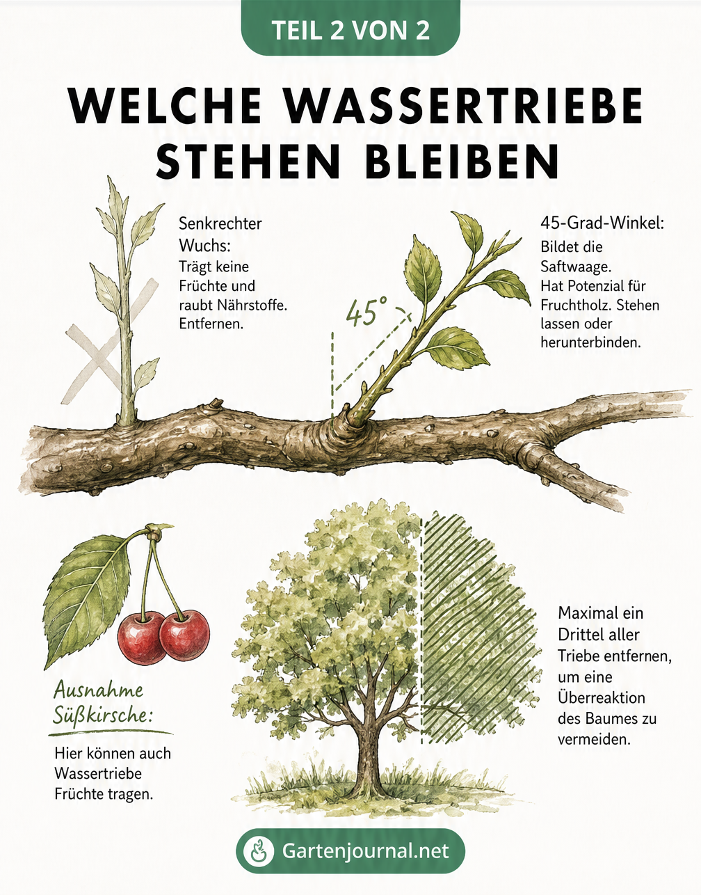 Zeichnung eines Obstbaumastes, die zeigt, welche Wassertriebe entfernt werden sollten (senkrechter Wuchs) und welche stehen bleiben dürfen (45-Grad-Winkel).