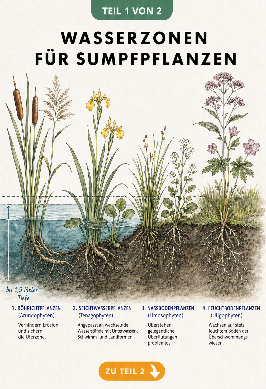 Querschnitt eines Teichufers mit vier Vegetationszonen für Sumpfpflanzen von tiefem Wasser bis zum feuchten Land