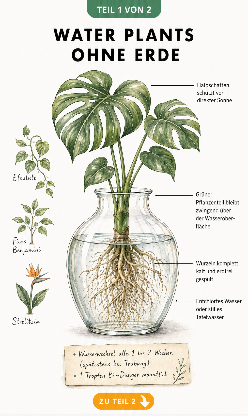 Querschnitt einer Glasvase mit Monstera als Water Plant, inklusive Pflegehinweisen zu Standort, Wasserwechsel und Düngung