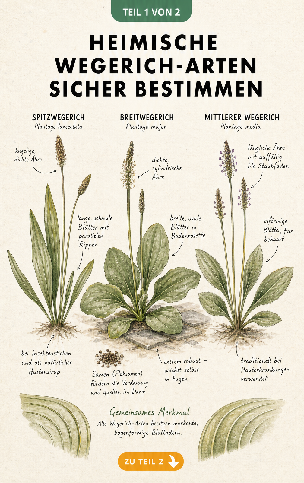 Botanische Illustration von Spitzwegerich, Breitwegerich und Mittlerem Wegerich mit Blattformen und Blütenständen