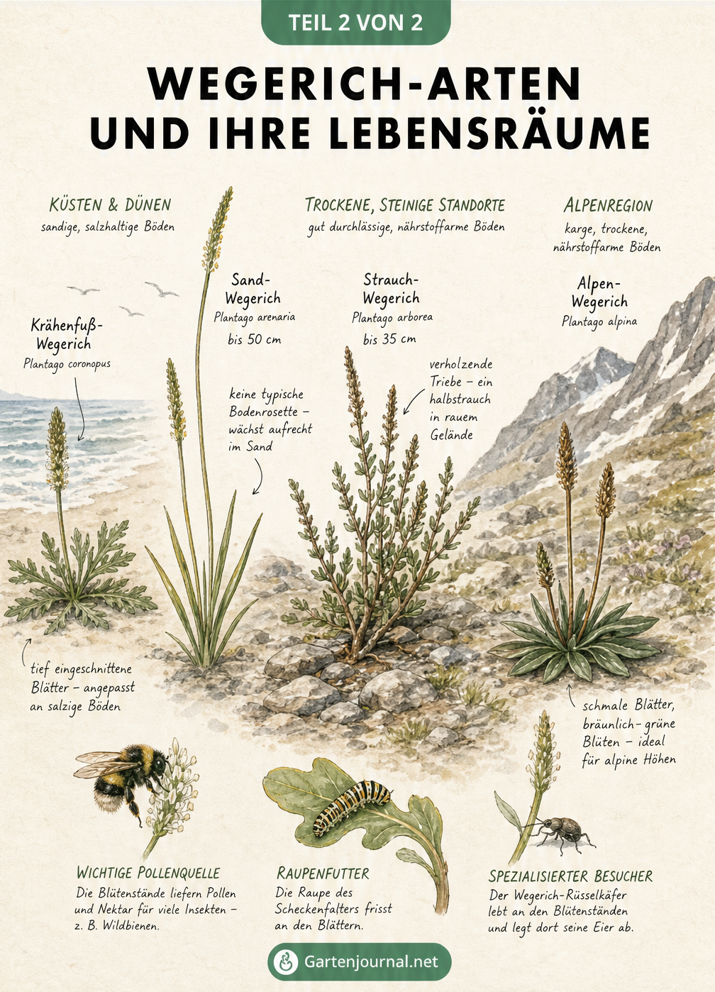 Landschaftsprofil mit verschiedenen Wegerich-Arten in ihren natürlichen Lebensräumen von der Küste bis zu den Alpen
