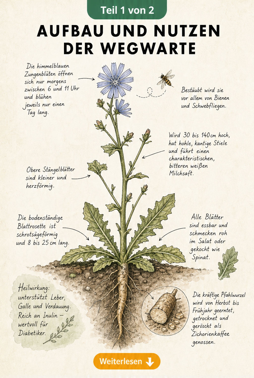 Botanische Illustration der Wegwarte mit Wurzel, Blättern und blauen Blüten