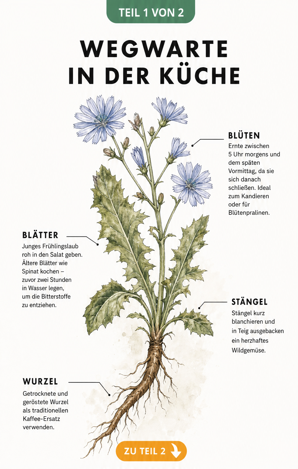 Botanische Illustration der Wegwarte mit Erklärungen zur Verwendung von Wurzel, Stängel, Blättern und Blüten in der Küche.