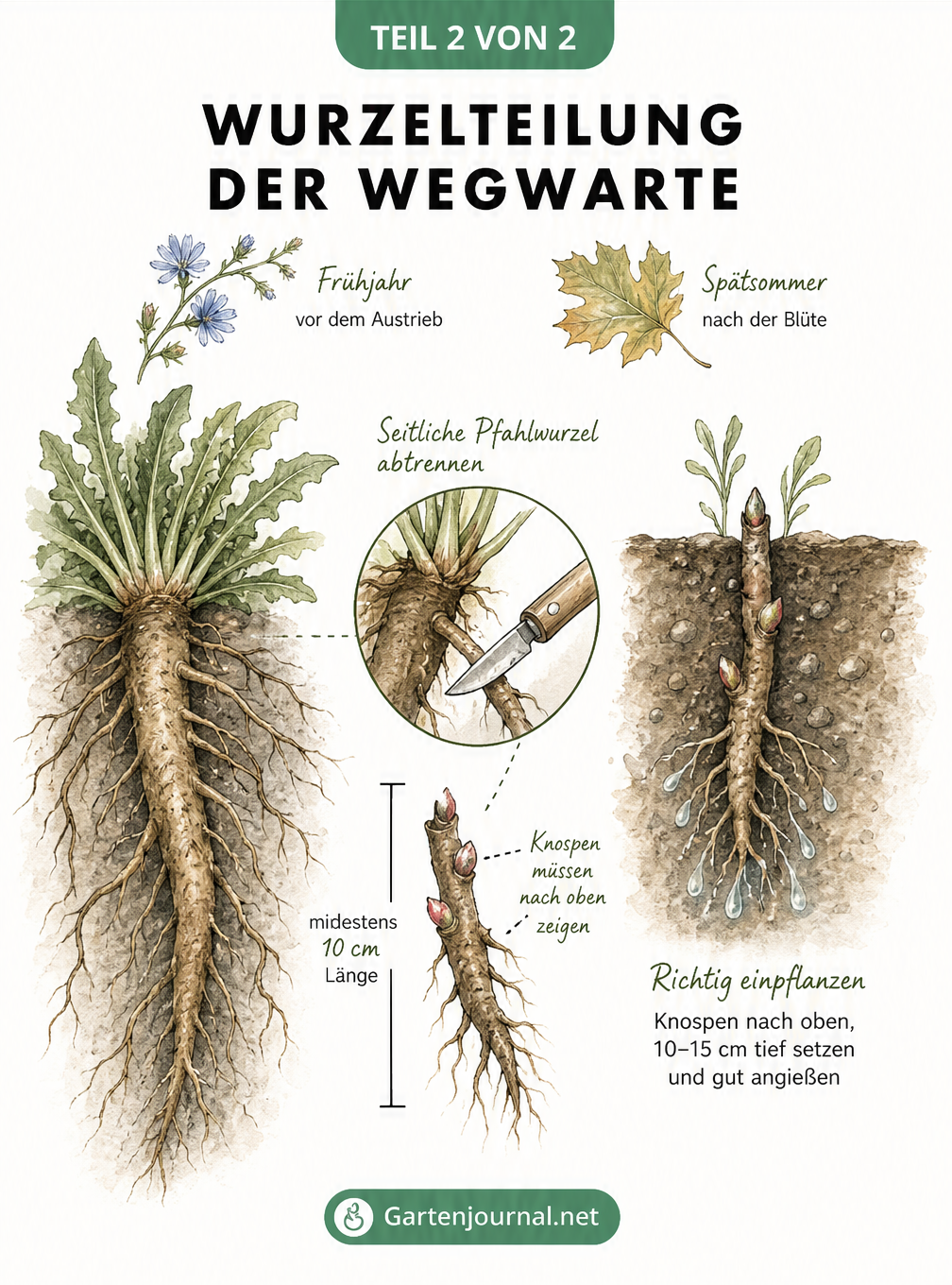 Illustration der Wurzelteilung einer Wegwarte mit Hauptwurzel, Pfahlwurzeln und Knospen