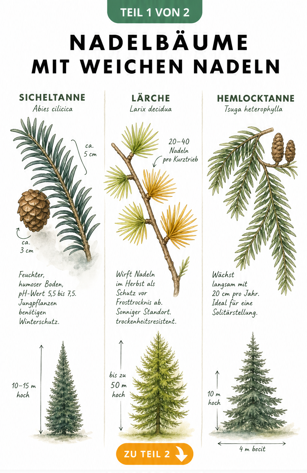 Botanische Illustration von Sicheltanne, Lärche und Hemlocktanne mit weichen Nadeln, Zapfen und Baumsilhouetten
