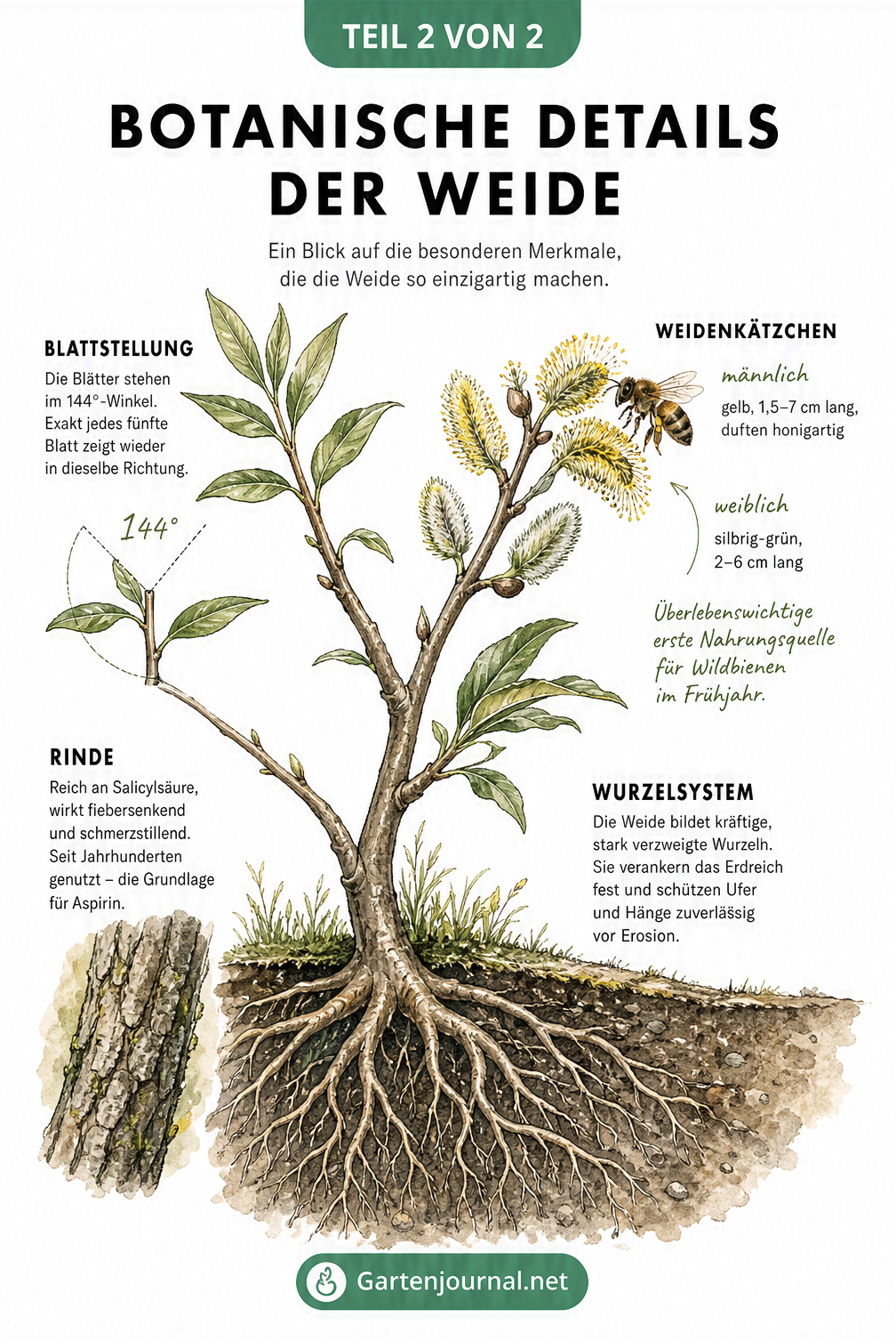 Botanische Details der Sal-Weide mit Blättern, Kätzchen, Rinde und Wurzeln
