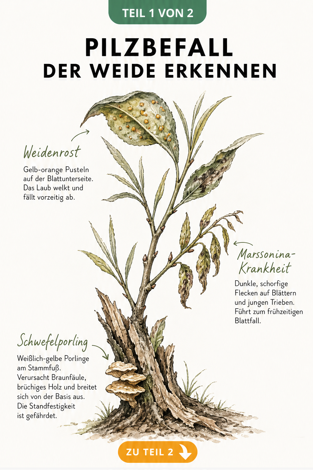Botanische Illustration eines Weidenastes mit Schadbildern von Schwefelporling, Marssonina-Krankheit und Weidenrost