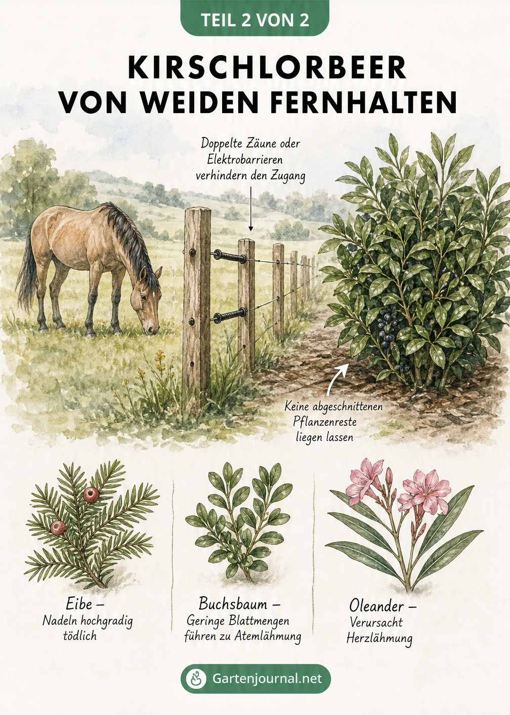 Illustration einer Weidengrenze mit doppeltem Zaun zur Trennung von Pferd und giftigem Kirschlorbeerbusch