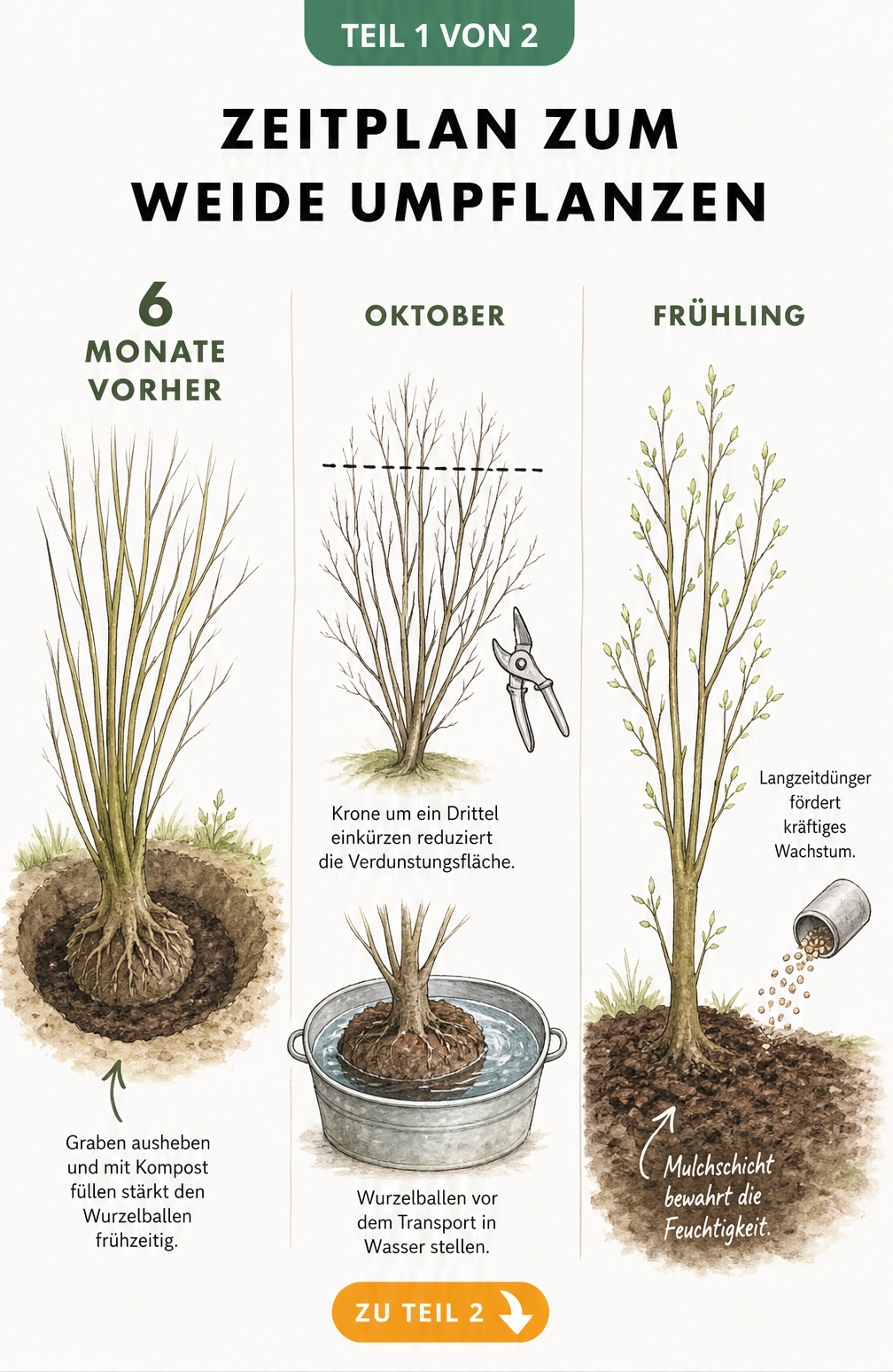 Botanische Illustration zum Zeitplan beim Umpflanzen einer Weide: Vorbereitung 6 Monate vorher, Rückschnitt im Oktober und Pflege im Frühling.