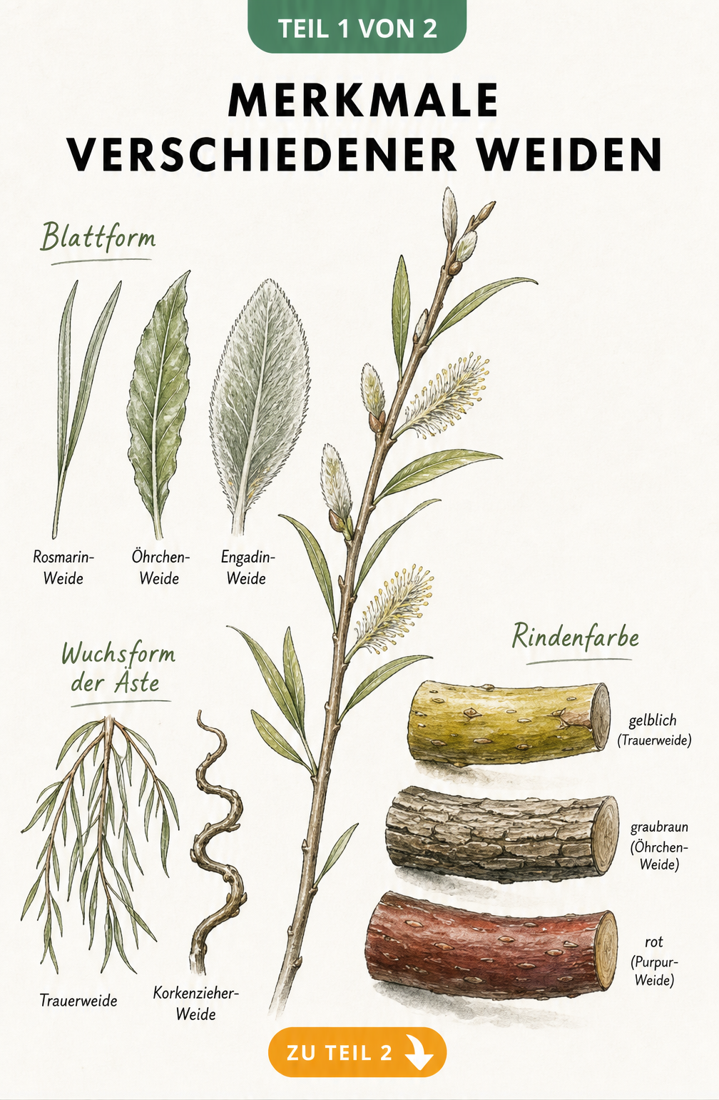 Botanische Illustration verschiedener Weidenmerkmale wie Blattformen, Rindenfarben und Wuchsformen