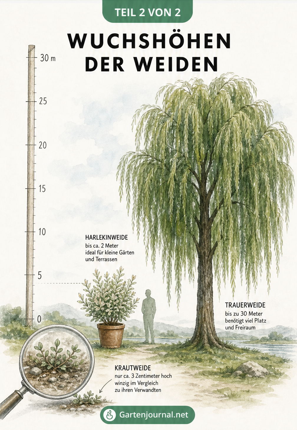 Größenvergleich verschiedener Weidenarten von der 3 Zentimeter kleinen Krautweide bis zur 30 Meter hohen Trauerweide