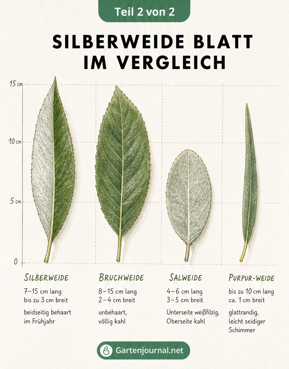 Vergleich der Blätter von Silberweide, Bruchweide, Salweide und Purpur-Weide