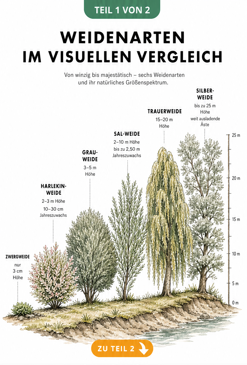 Illustration verschiedener Weidenarten im Größenvergleich von Zwergstrauch bis Silber-Weide