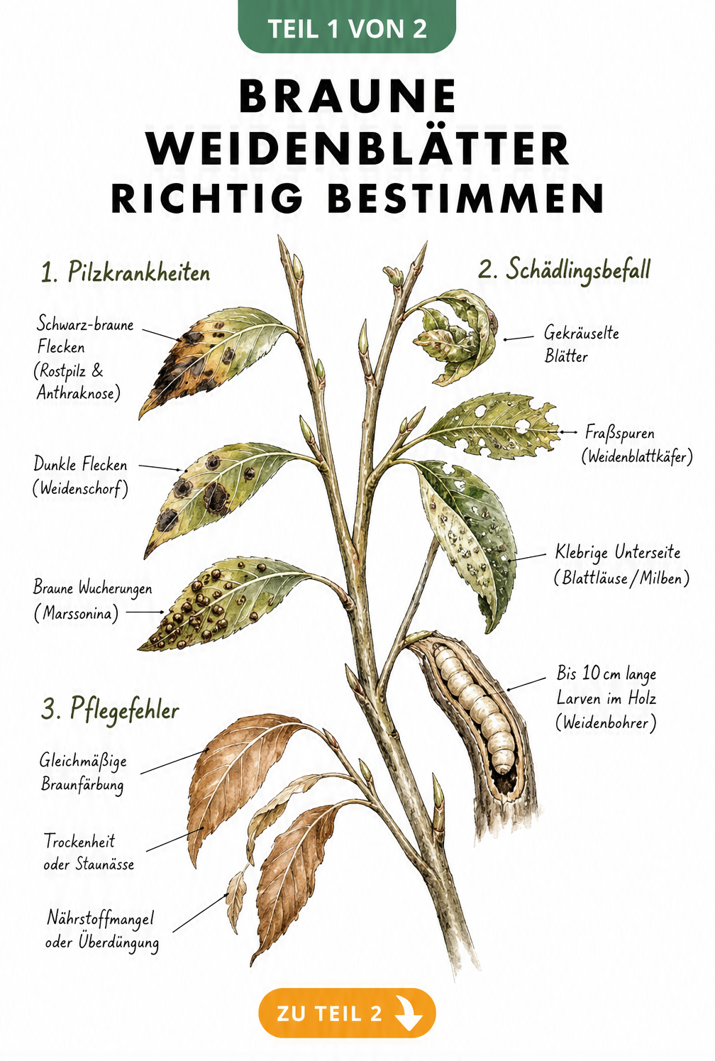 Botanische Illustration eines Weidenzweigs, der die Symptome von Pilzkrankheiten, Schädlingsbefall und Pflegefehlern an braunen Weidenblättern zeigt.