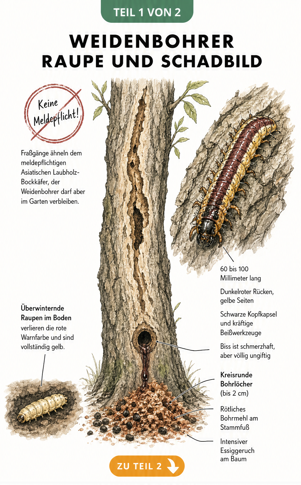 Illustration eines Weidenbohrer-Schadbildes am Baumstamm mit Bohrlöchern, Bohrmehl und detaillierter Darstellung der Raupe.