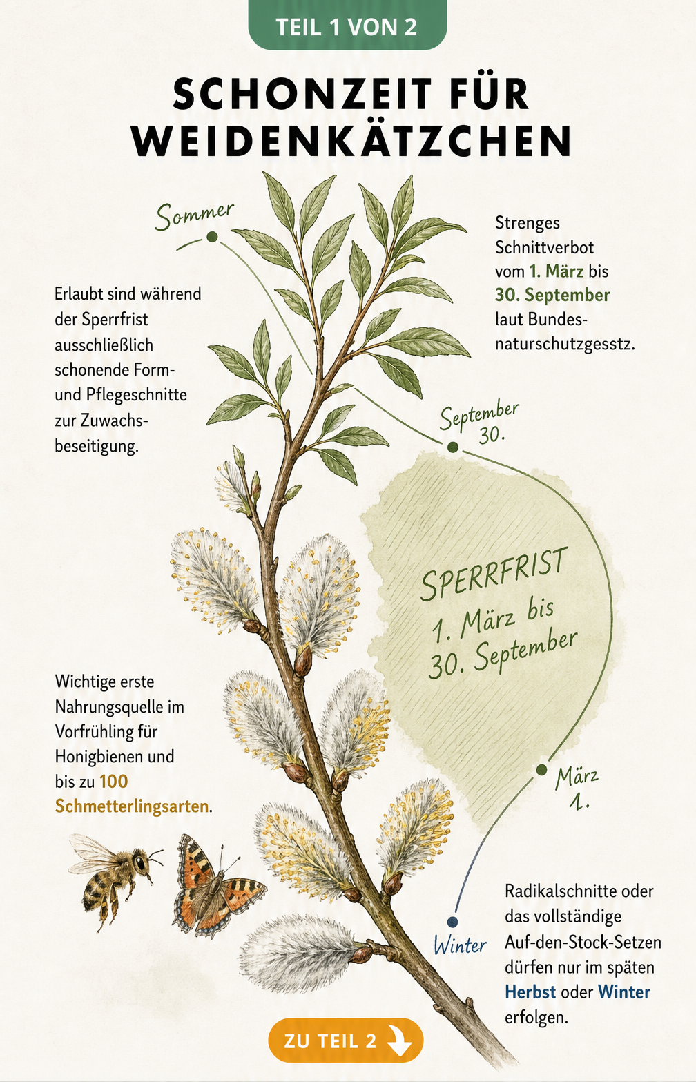 Illustration eines Salweiden-Zweigs mit Zeitachse zur gesetzlichen Sperrfrist für den Schnitt von Weidenkätzchen