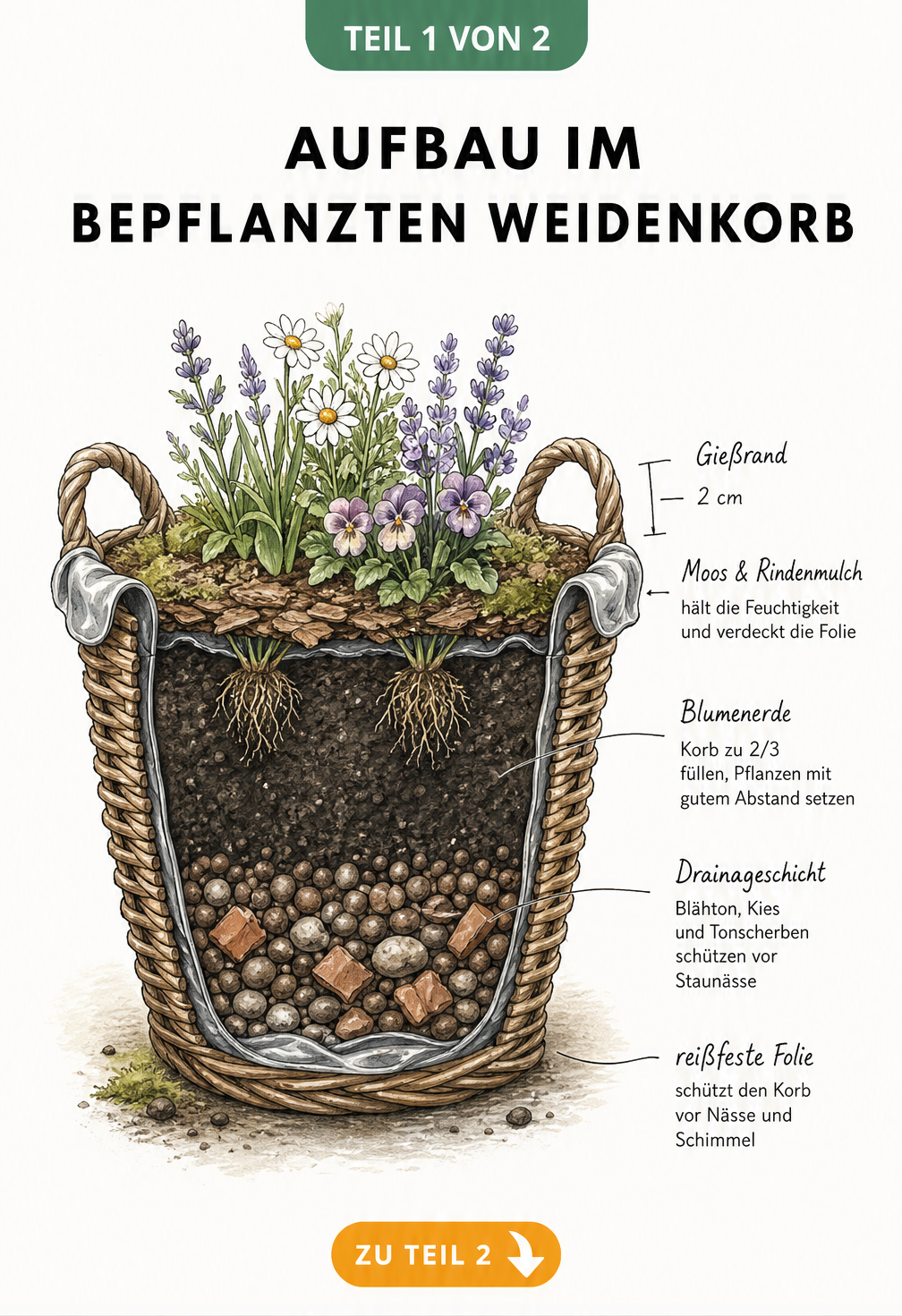 Schnittzeichnung eines bepflanzten Weidenkorbs mit Folie, Drainage, Blumenerde und Pflanzen