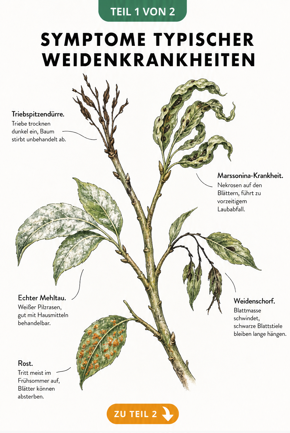 Botanische Illustration eines Weidenzweigs, der die Symptome von Triebspitzendürre, Marssonina-Krankheit, Echtem Mehltau, Weidenschorf und Rost zeigt.