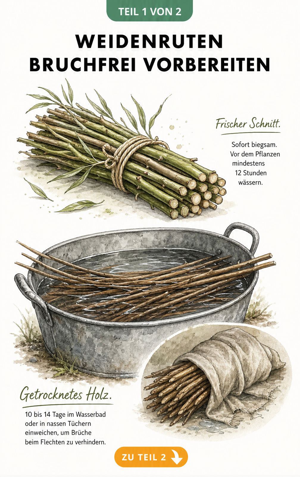 Illustration zur Vorbereitung von Weidenruten: Frische Ruten sind sofort biegsam, getrocknete Ruten weichen in einer Wanne mit Wasser ein.