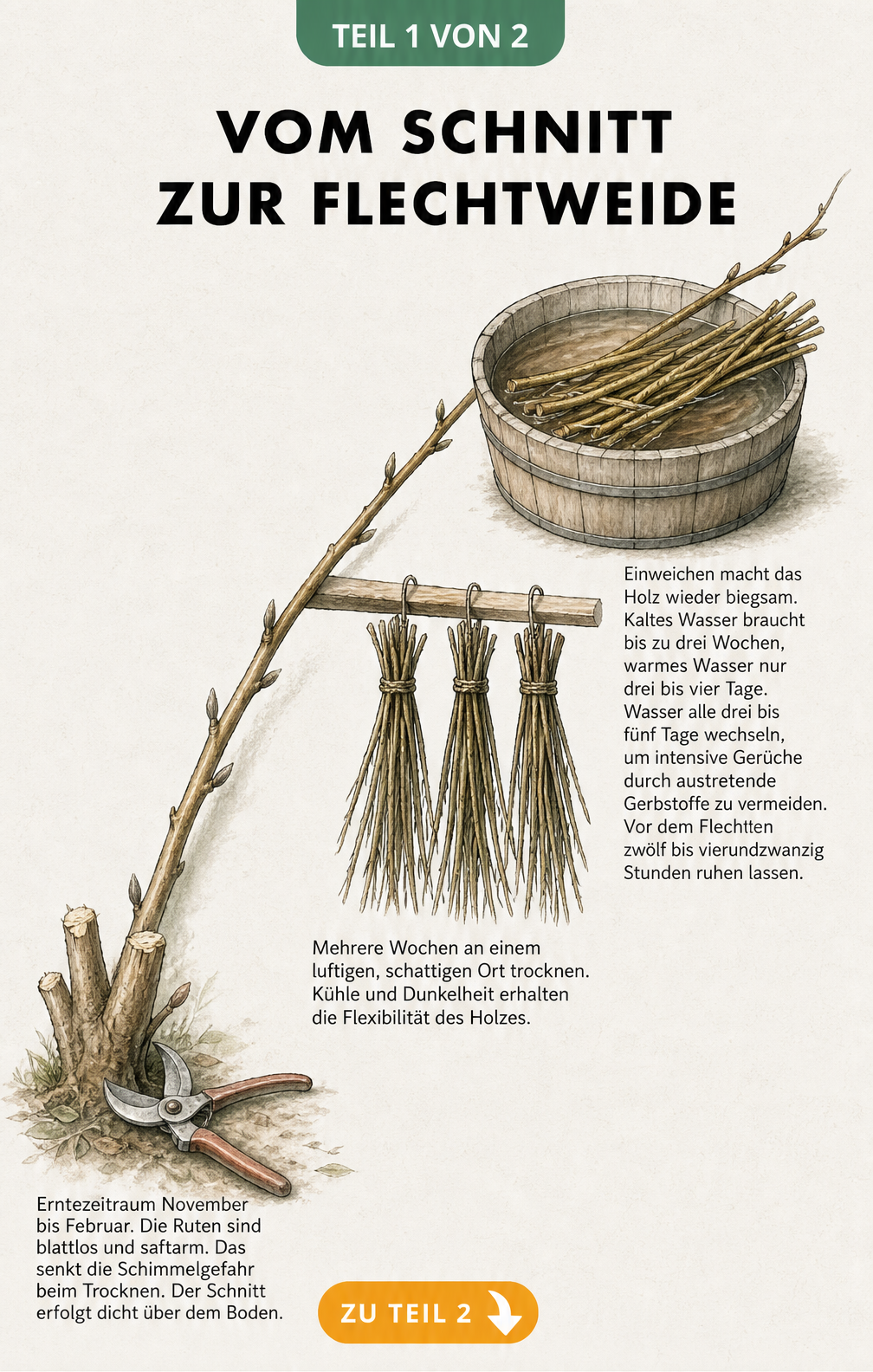 Illustration der Vorbereitung von Weidenruten: Ernte im Winter, Trocknen an der Luft und Einweichen in Wasser für mehr Biegsamkeit.