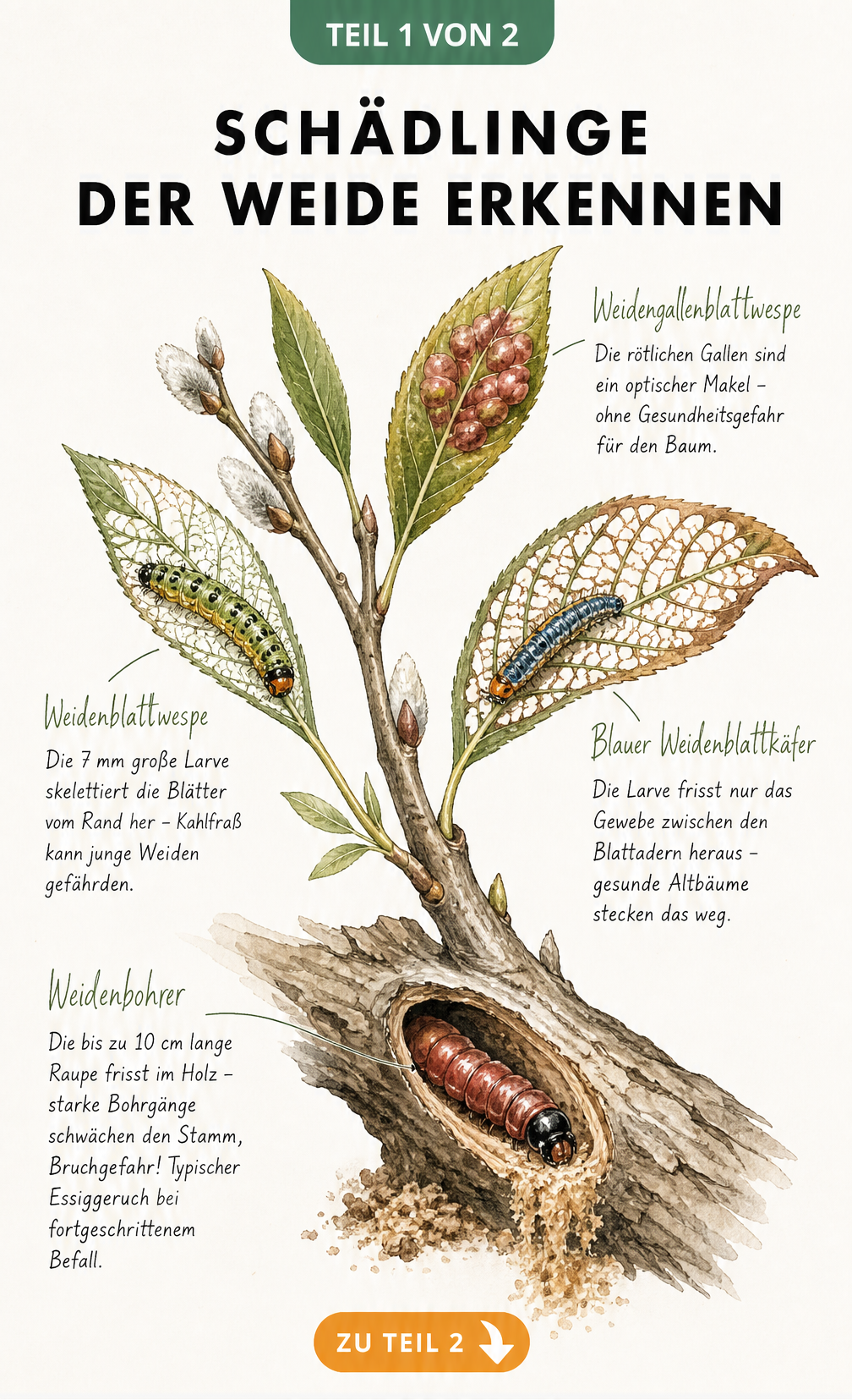 Botanische Illustration von Weidenschädlingen: Weidenbohrer, Weidenblattwespe, blauer Weidenblattkäfer und Weidengallenblattwespe am Zweig