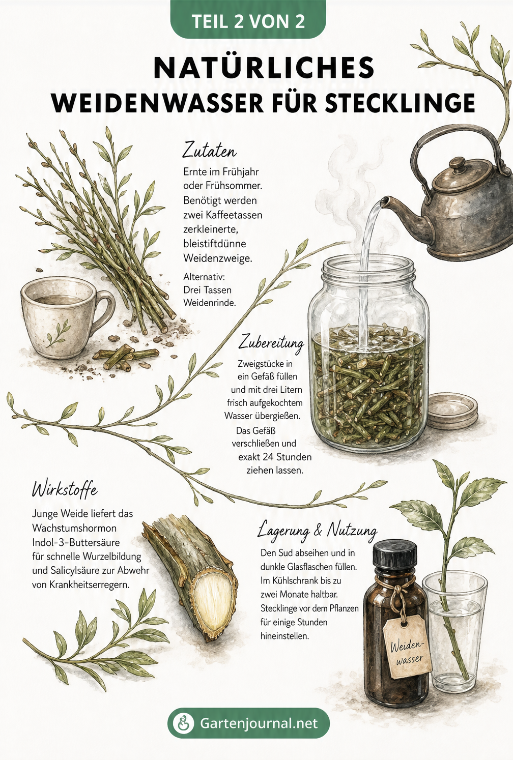 Illustration eines Rezepts für natürliches Weidenwasser zur Stecklingsvermehrung mit Weidenzweigen und Einmachglas