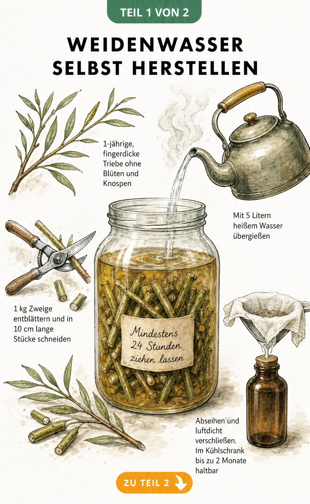 Illustration zur Herstellung von Weidenwasser mit Einmachglas, Weidenzweigen und Gartenschere
