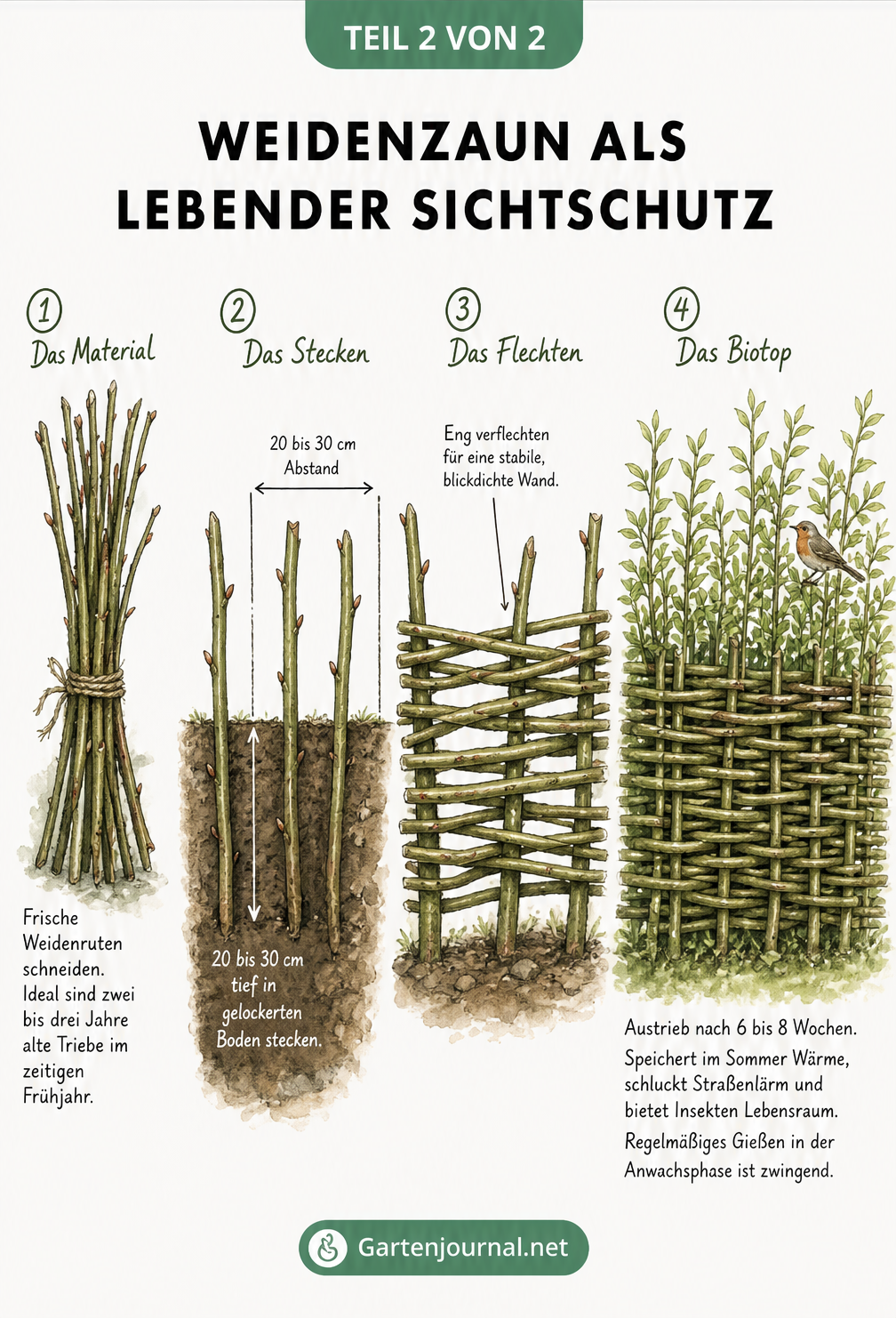 Schritt-für-Schritt-Anleitung zum Bau eines lebenden Weidenzauns, vom Schneiden der Ruten bis zum fertigen Biotop.