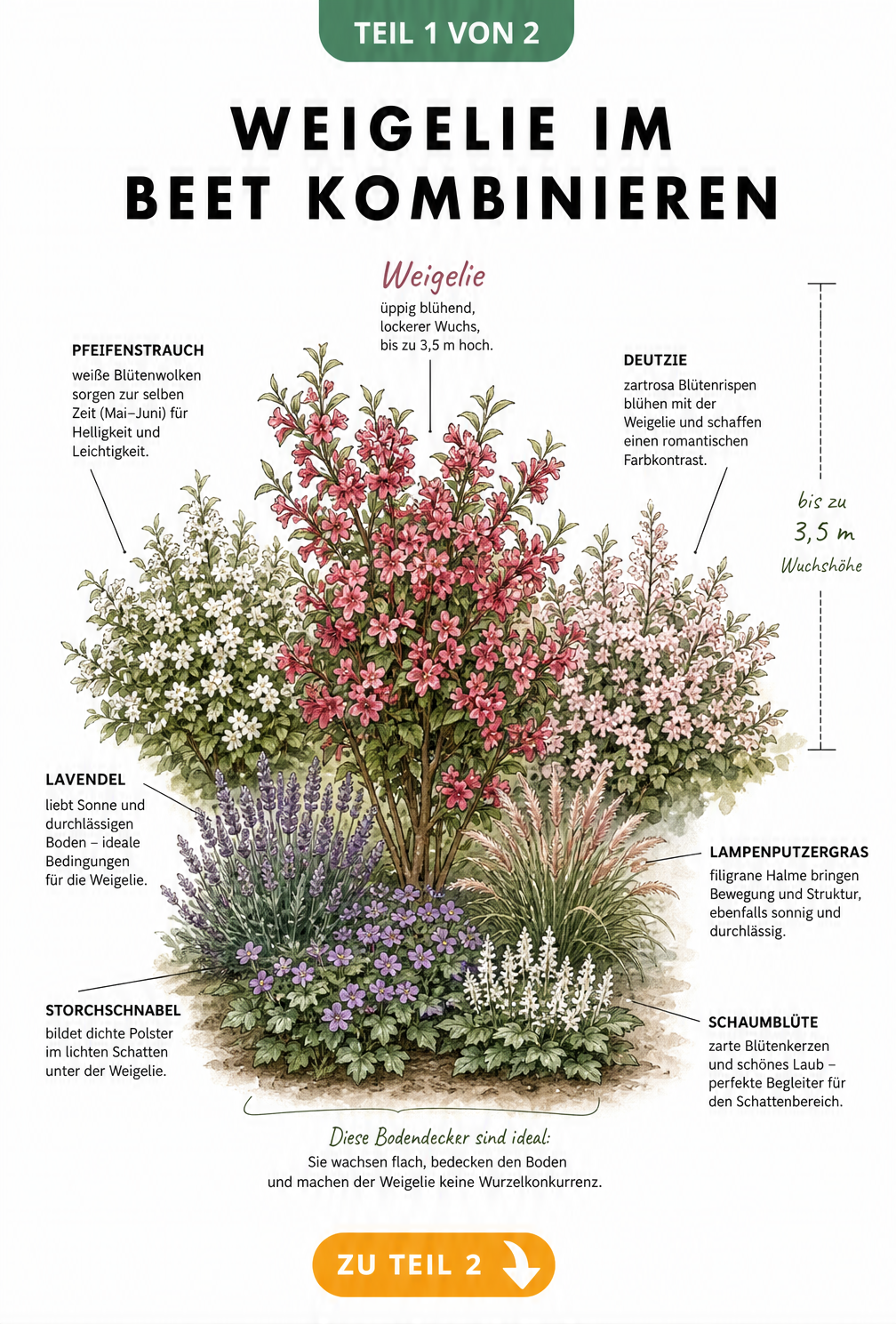 Botanische Schnittdarstellung eines Gartenbeets mit einer Weigelie, Pfeifenstrauch, Deutzie, Lavendel und Bodendeckern