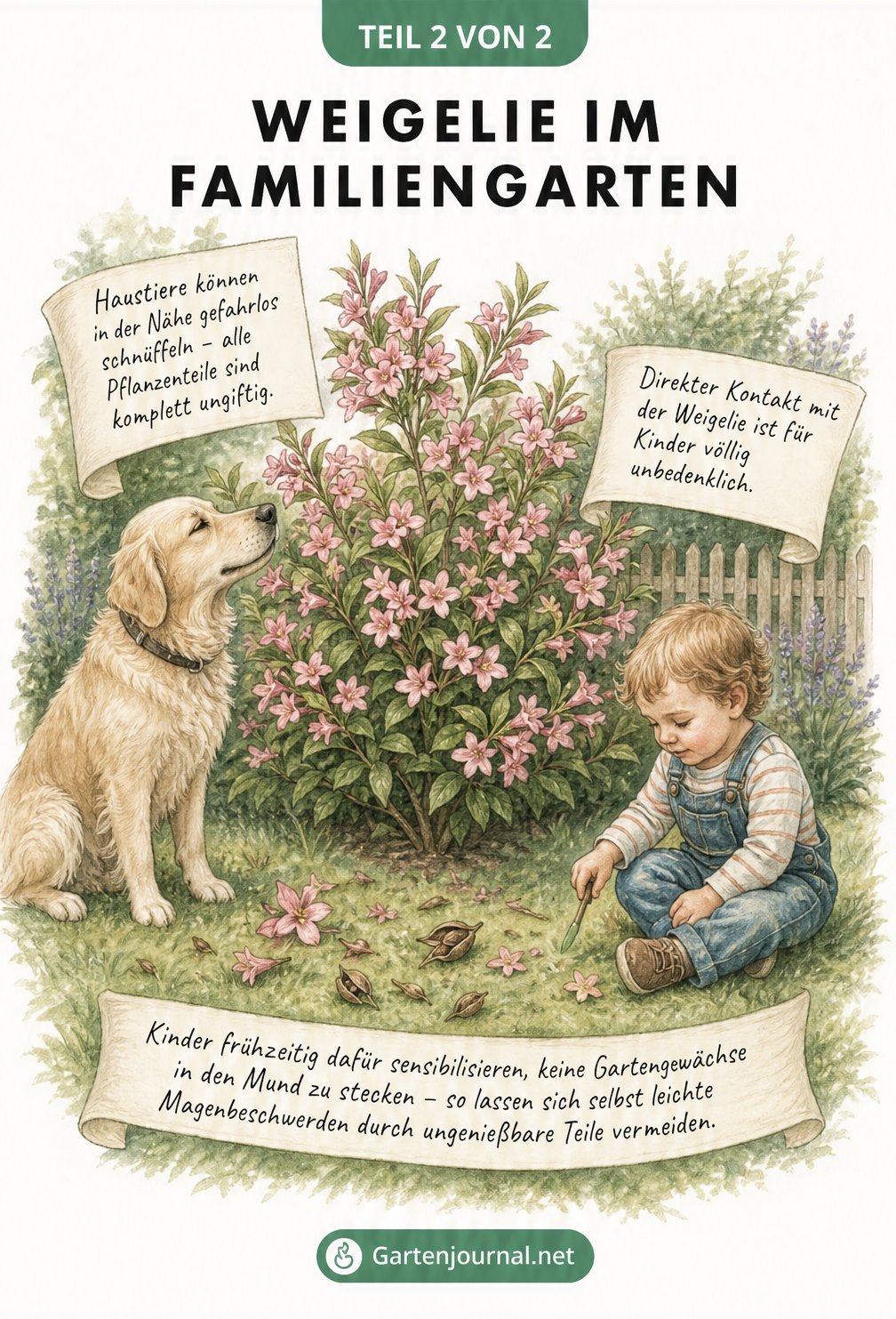 Illustration eines Gartens mit blühender Weigelie, spielendem Kleinkind und Hund, die die Sicherheit der Pflanze im Familiengarten verdeutlicht